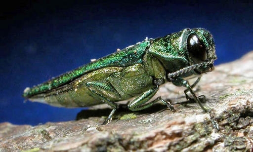 Emerald Ash Borer confirmed in Milbank
