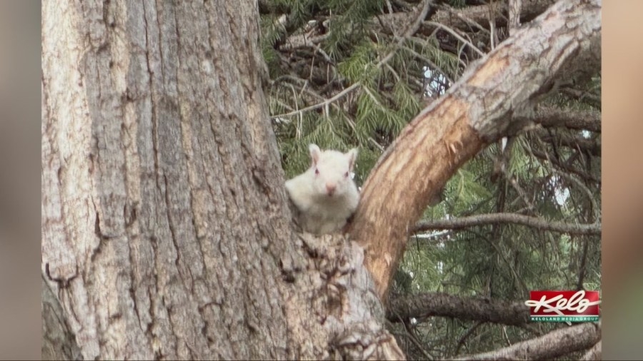 Albino squirrel drives attention to SF golf course