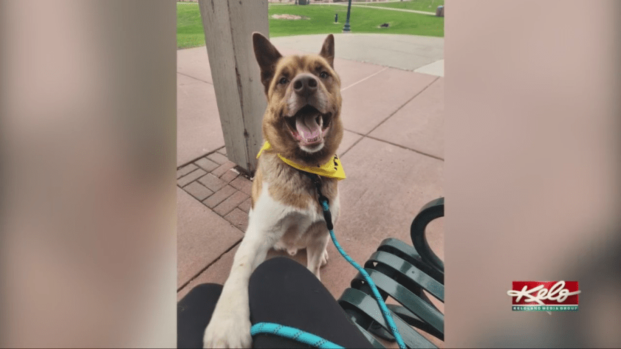 Recess program gets dogs out of the shelter for a day