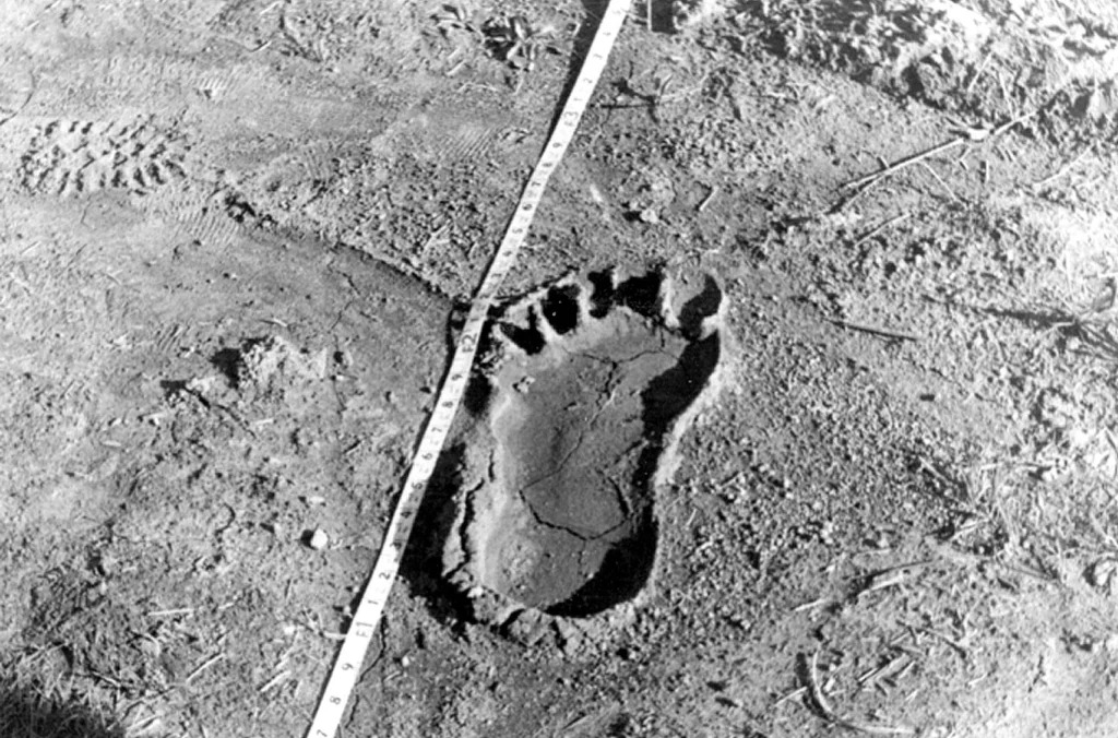 On the trail of Bigfoot in academia and the Kentucky woods