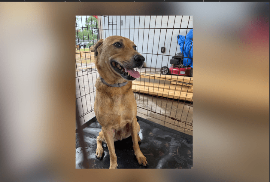 Houston County deputies rescue dog left tied to stop sign