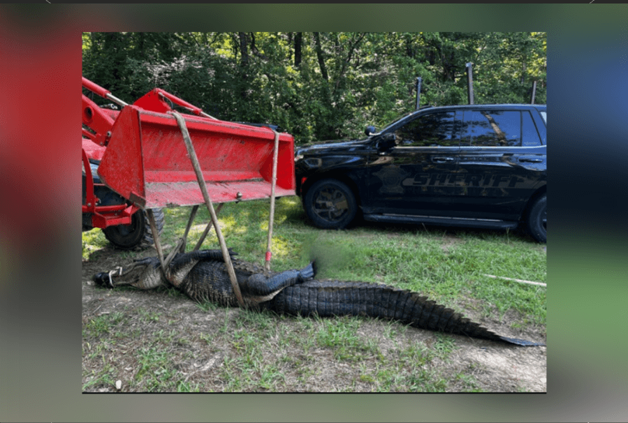 Unexpected 13-foot visitor arrives at Broaddus ISD