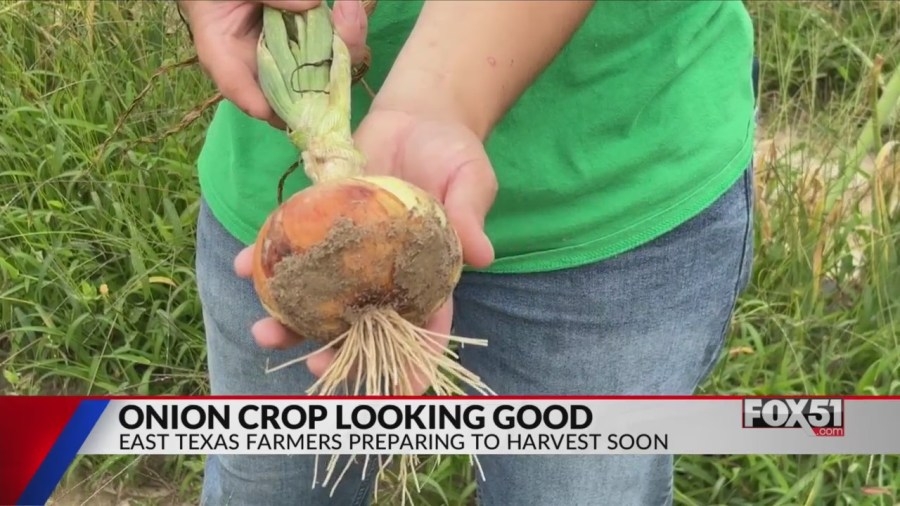 East Texas onion season looking good as harvest begins
