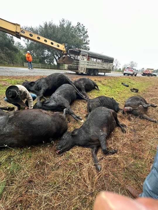 Houston County PD investigating after 14 stolen cattle found, 8 dead, in abandoned trailer
