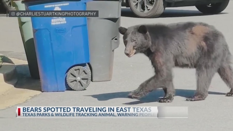 Bear sightings in East Texas prompts caution from officials