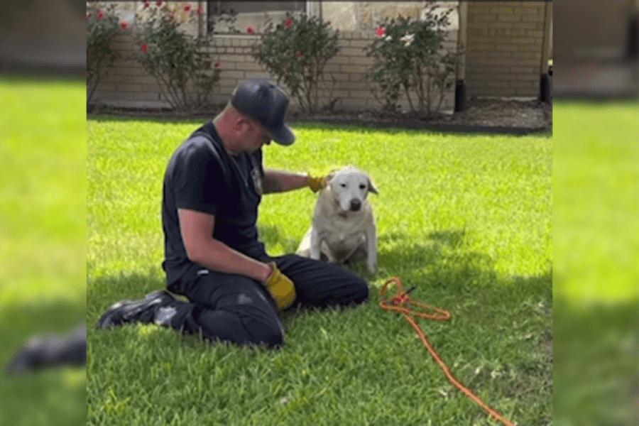 Smith County firefighters save dog stuck in storm drain
