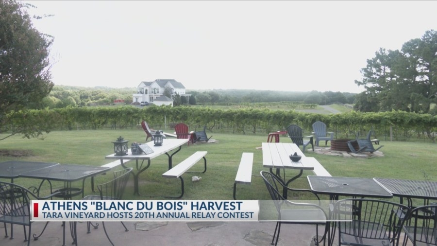 East Texas wine lovers race to harvest grapes at Tara Winery in Athens