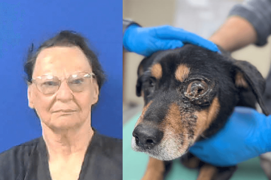 SPCA of Texas rescues abandoned dogs in freezing temperatures, woman arrested