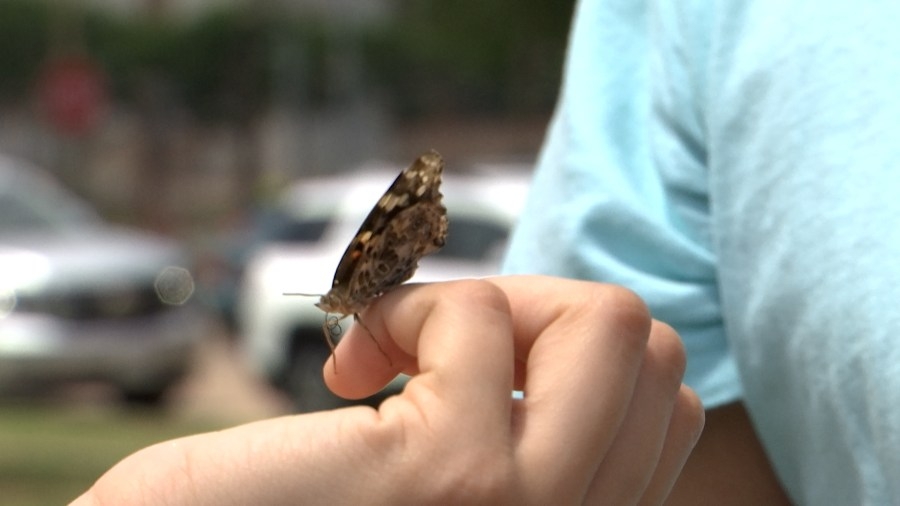 First-ever CASA Effect memorialized with butterfly release