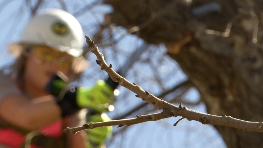 OTC: How do arborists remove trees in tight spaces without destroying property?