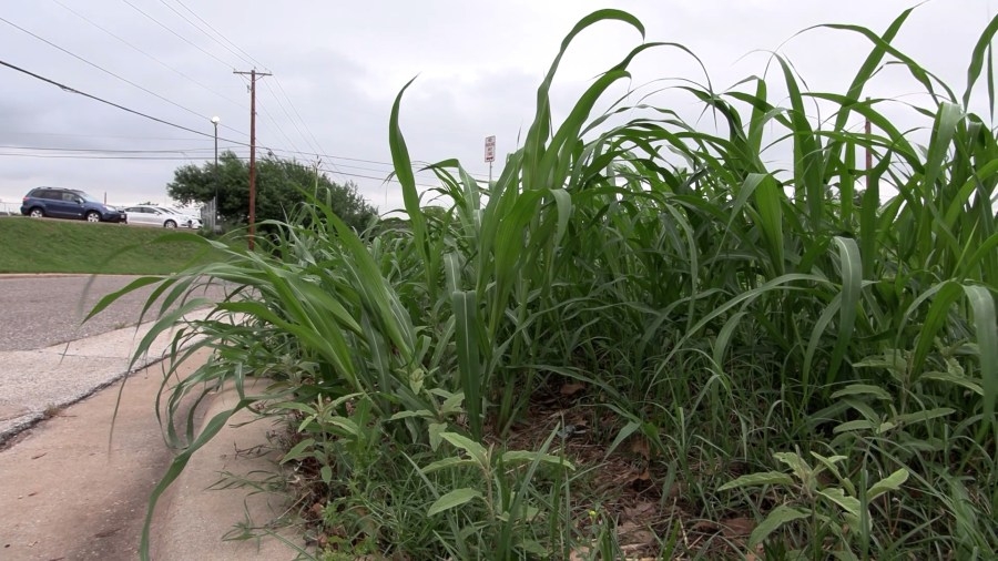 City of WF remind public of grass and weed violations