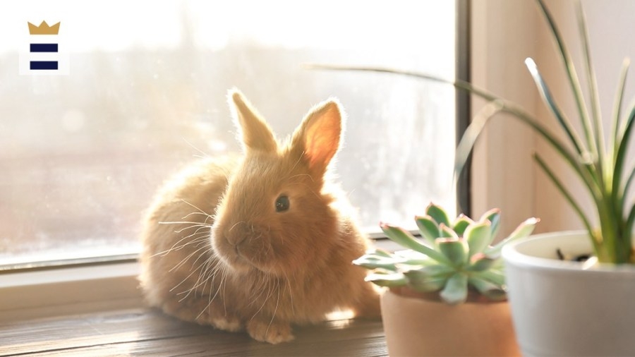 Southwest Regional Rabbit Show in downtown Wichita Falls
