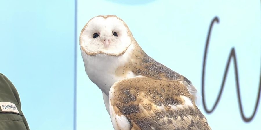 Wild Bird Rescue hosts Baby Bird Shower for busy season prep