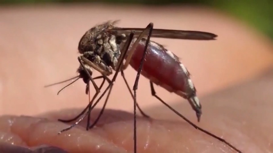 Floodwaters could have significant impact on upcoming mosquito season