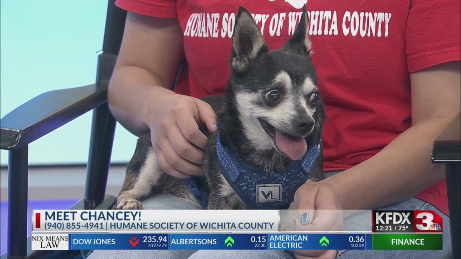 Senior Chihuahua seeks second ‘Chancey'