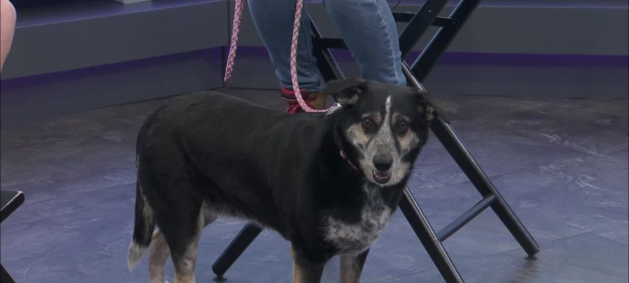 Piper the Aussie mix Cattle Dog, seeks loving home