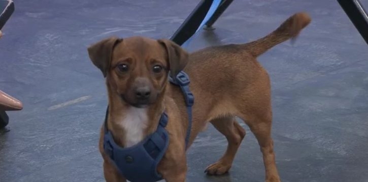 King the Chiweenie shows off pearly whites, seeks furever home