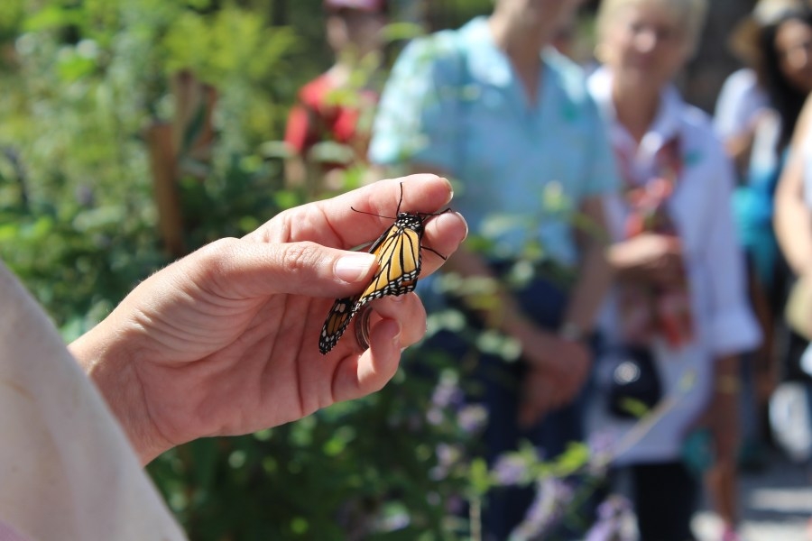 Child Advocates of Wichita Falls to host first Butterfly Release