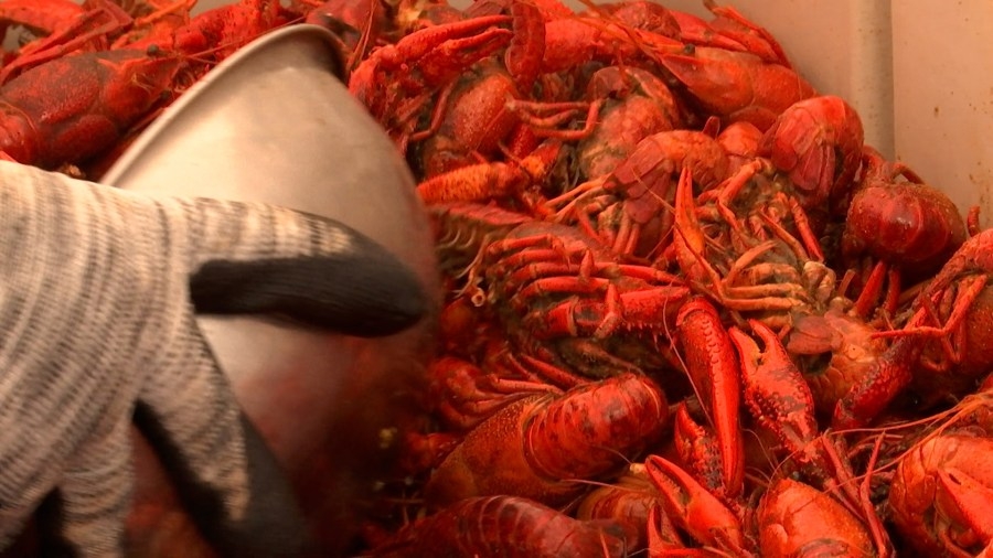 Wichita Falls Cajun Fest: Live music, crawfish, and duck calling