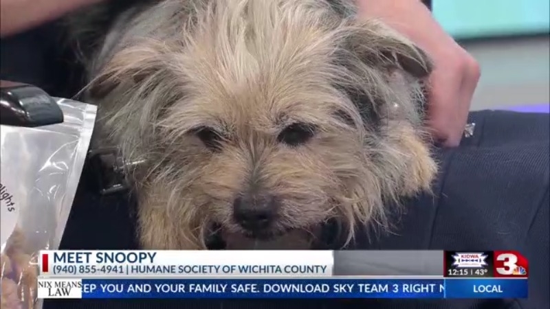 Sweet Snoopy in his golden days seeking new home