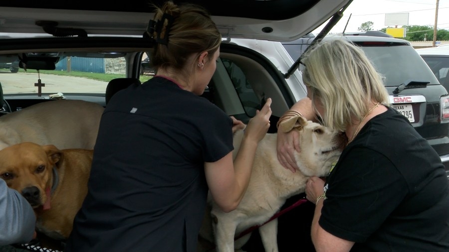 Pets in Henrietta receive sudden rabies vaccination at pop-up clinic