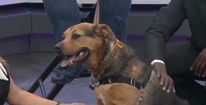 Sweet Snooki deserves furever home after 10 years at the shelter
