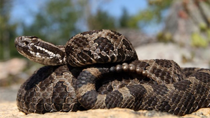 Snake season: What to do if a venomous snake bites you?