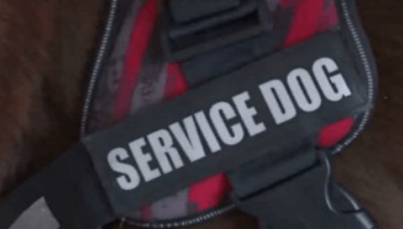 Bill proposes criminal charges for violating service animal rules