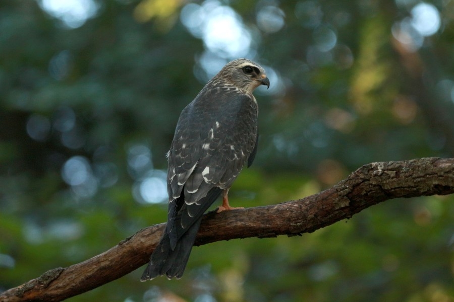 OKC Zoo launches initiative to dim lights for migrating birds