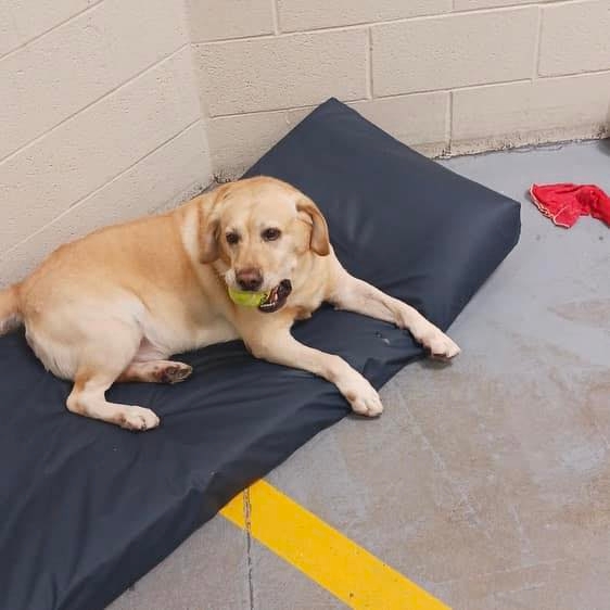 ‘This was a failure all the way around': Oklahoma County DA will not file charges for death of Cleveland County K-9 officer
