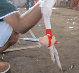 McIntosh Co. illegal cockfighting investigation yields no arrests, investigation continues