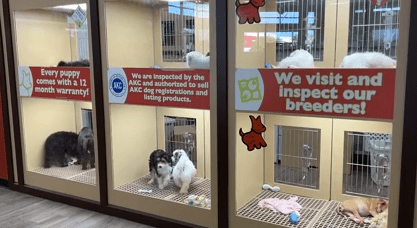 Controversial Oklahoma bill would block cities from banning pet stores