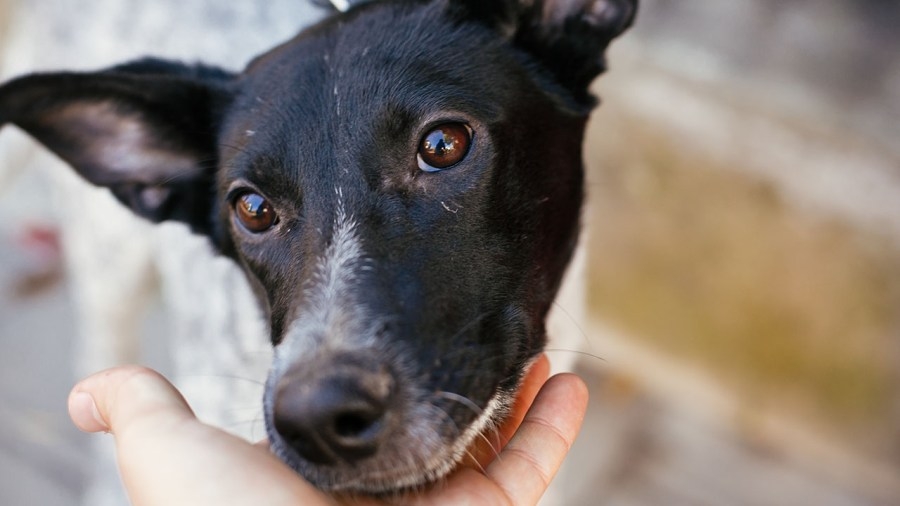 Spay and Neuter Grant Program bill moves forward at Capitol