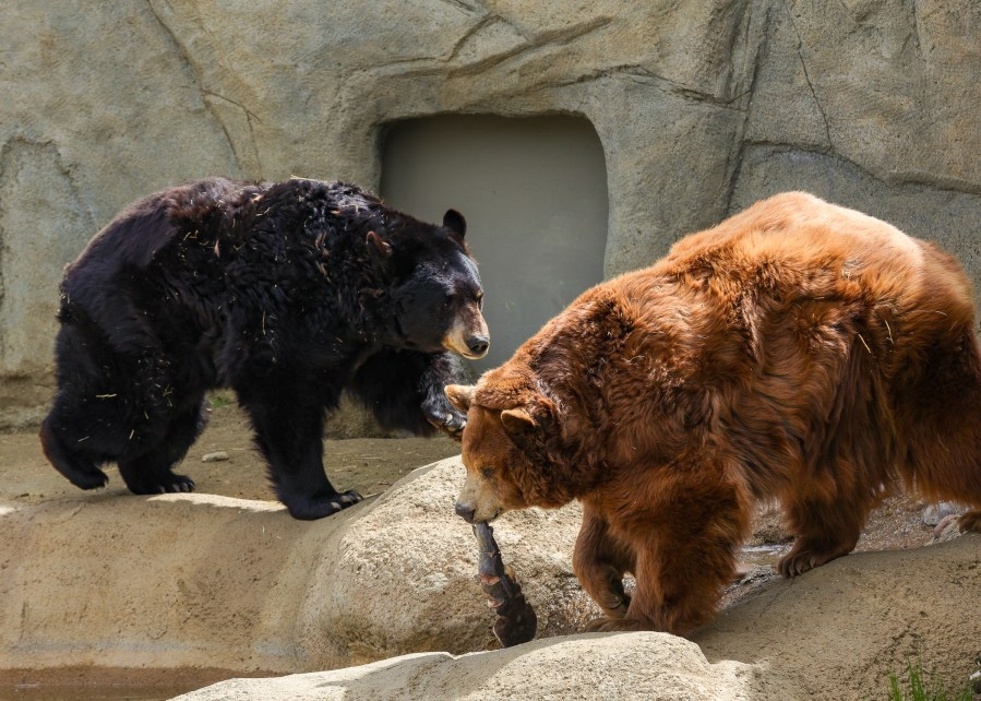 CALM to host 3rd Annual Breakfast with the Bears