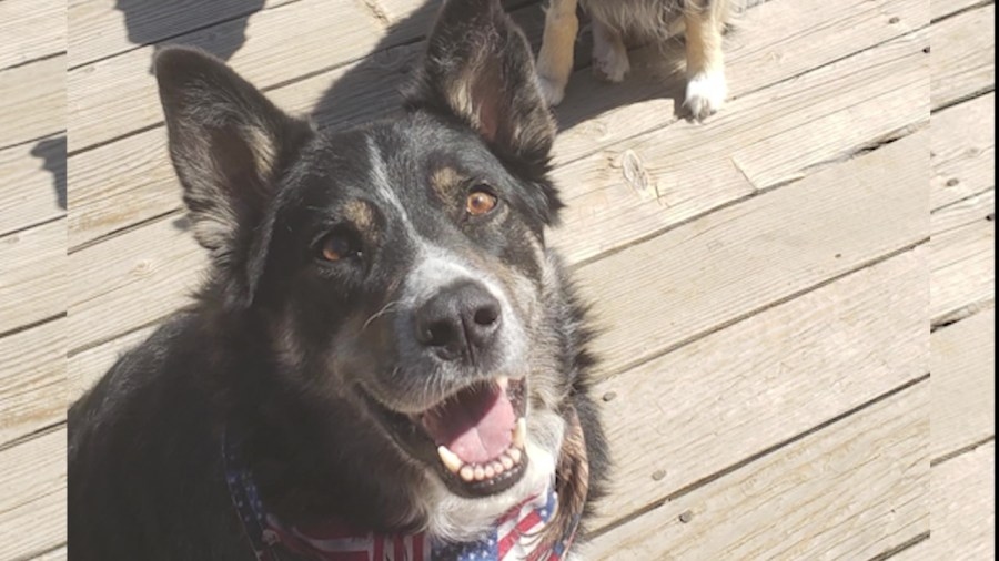 Borel Fire wonder dog is now living a survivor's life of luxury in Tehachapi