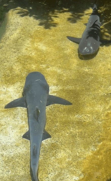 Vote now to name two baby sharks at Sea Life Park Hawaii