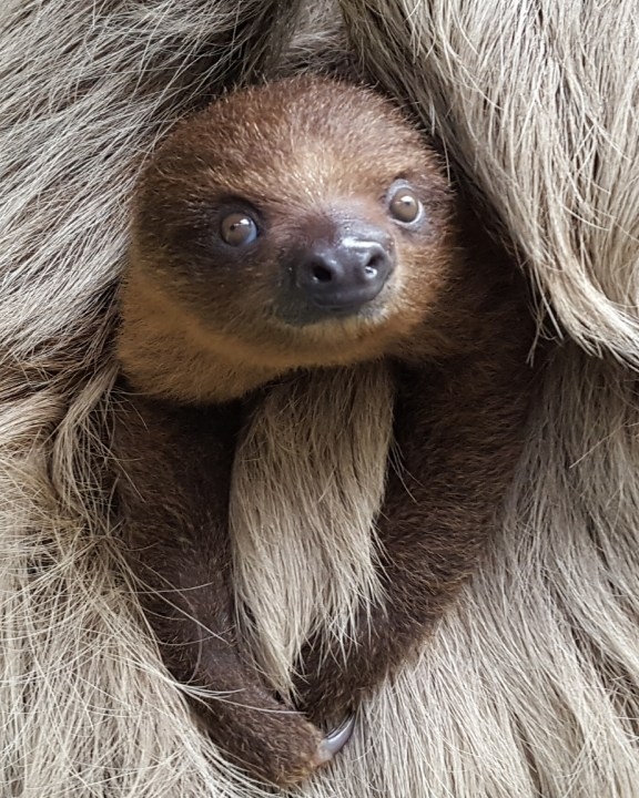 Panaʻewa Rainforest Zoo & Gardens proposes new admission fees
