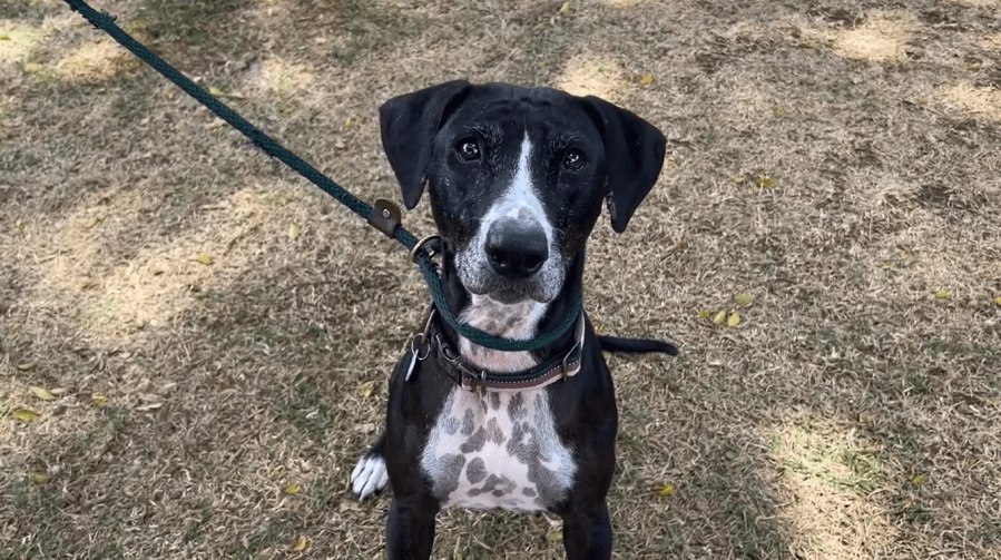 A cute, cuddly pup awaits future ohana at Hawaiian Humane Society