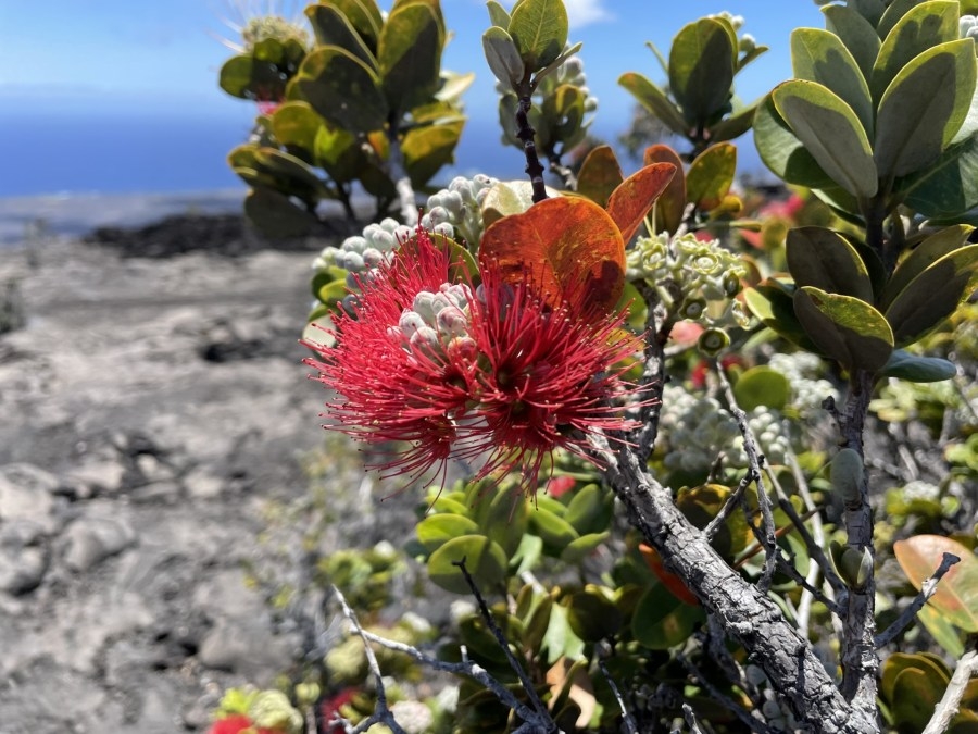 Rapid ohia death continues to move mauka