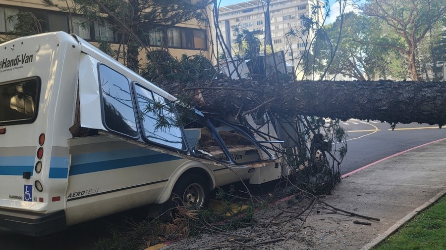 Handi-Van driver narrowly escapes falling tree