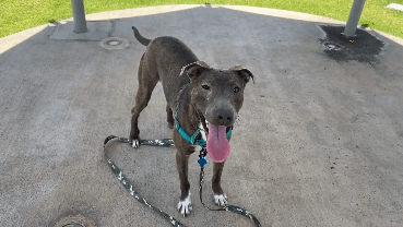This fun-loving pooch could be your next furry friend