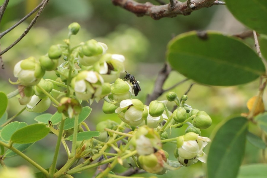 New discovery ‘buzzing' around Molokai