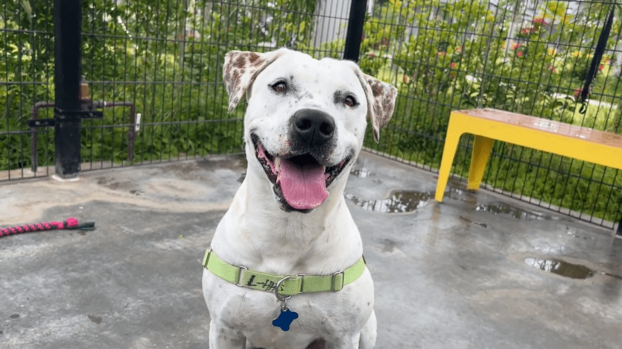 Nearly 100 days later: Belle needs a home