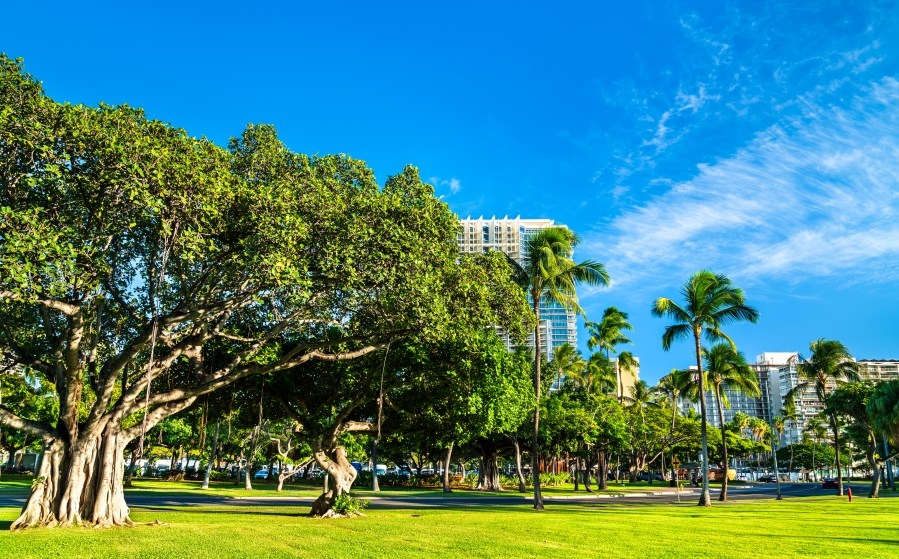 Honolulu's parks could be going to the dogs: 8 things to know about the big dog park debate