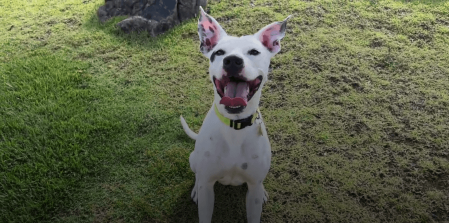 Meet Artie: The paw-fect addition to your ʻohana