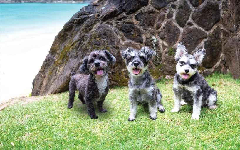 See your furry friends in Hawaiian Humane Society's calendar