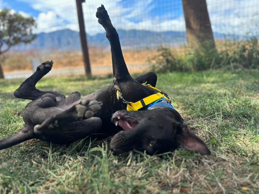 Resilient, loving pup looking for relaxing home