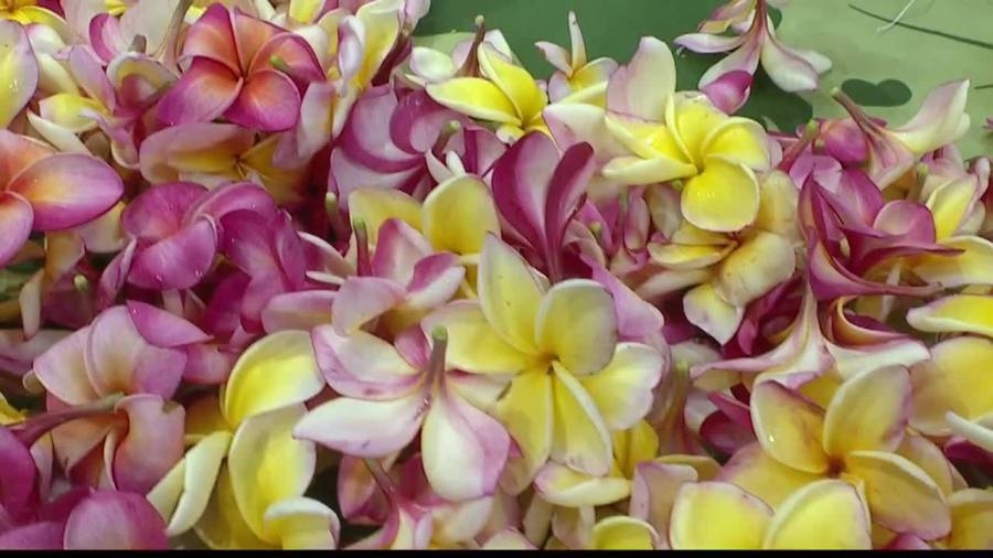 Participate in the City's ‘Sew a lei for Memorial Day' event