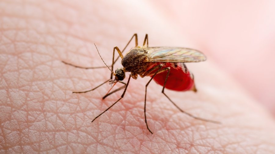 Hawaii woman recovering after rare, severe dengue case