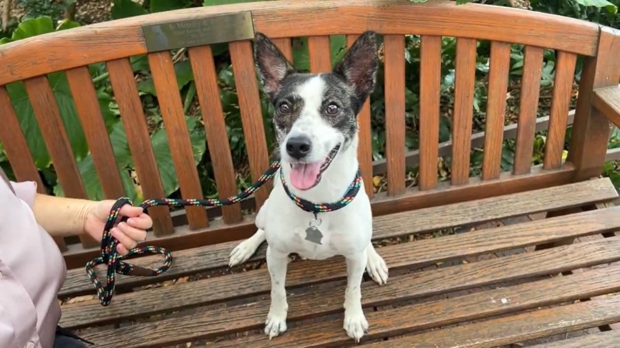 Looking for an affectionate pup? Visit Cleo at the Hawaiian Humane Society